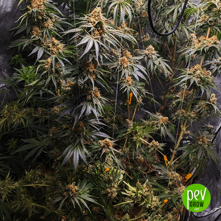 Semi sfusi spagnoli Ghost OG